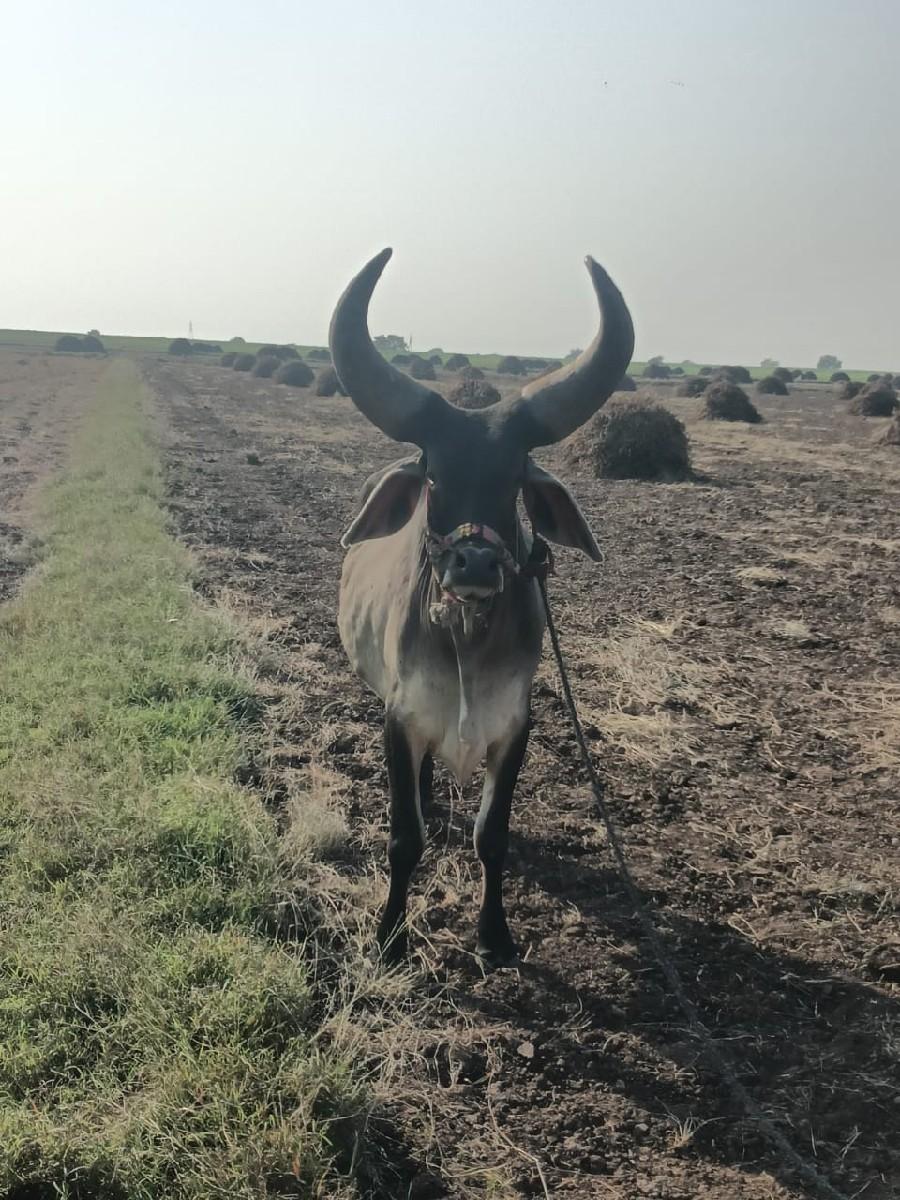 थंबनेल 3