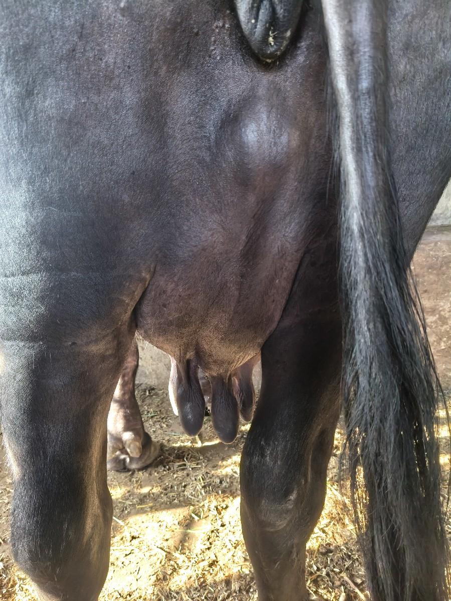 ભેસ વેચવાની છે