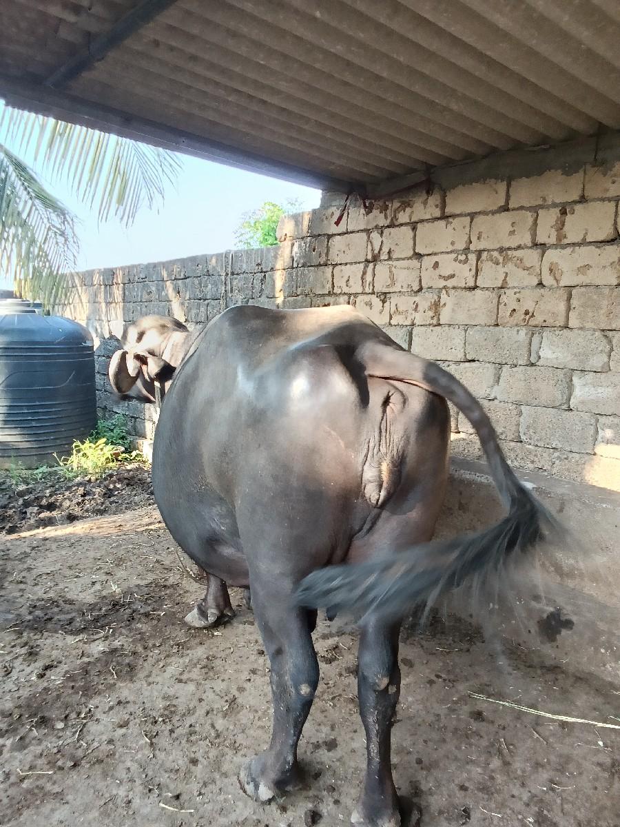 બે દિવસની આણેલ છે આગલા વેધર માં પાં