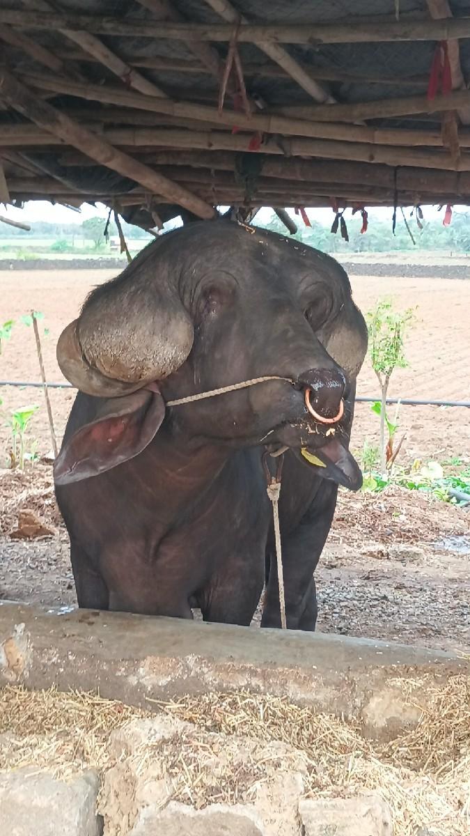 થંબનેલ 2