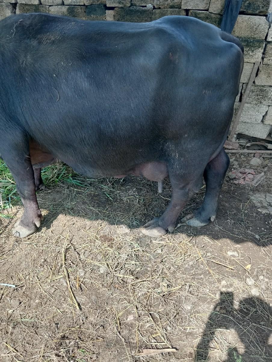 થંબનેલ 3