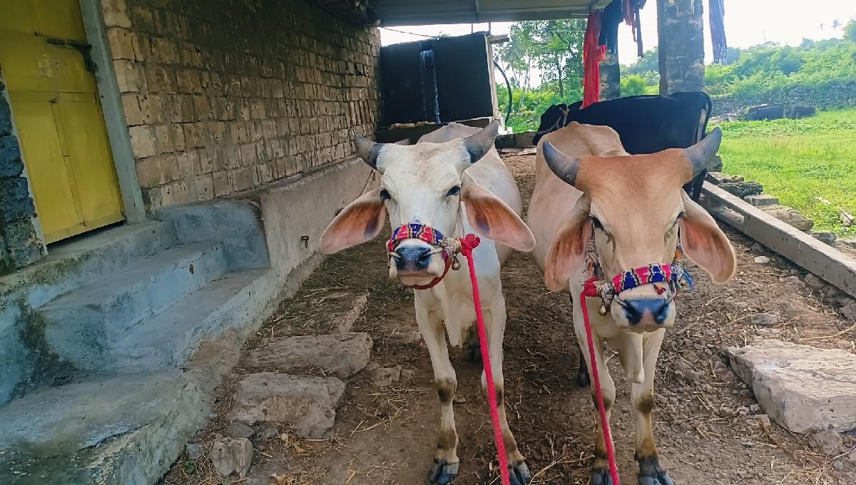 વાસડા વેચવાના છે