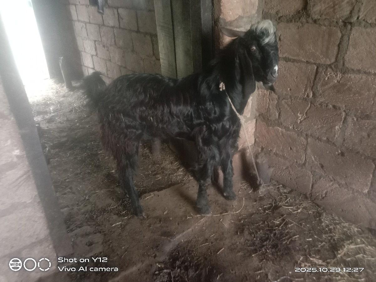 થંબનેલ 3