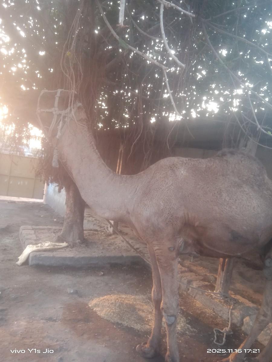 હાઢિયા ગાડી વેચવાની છે