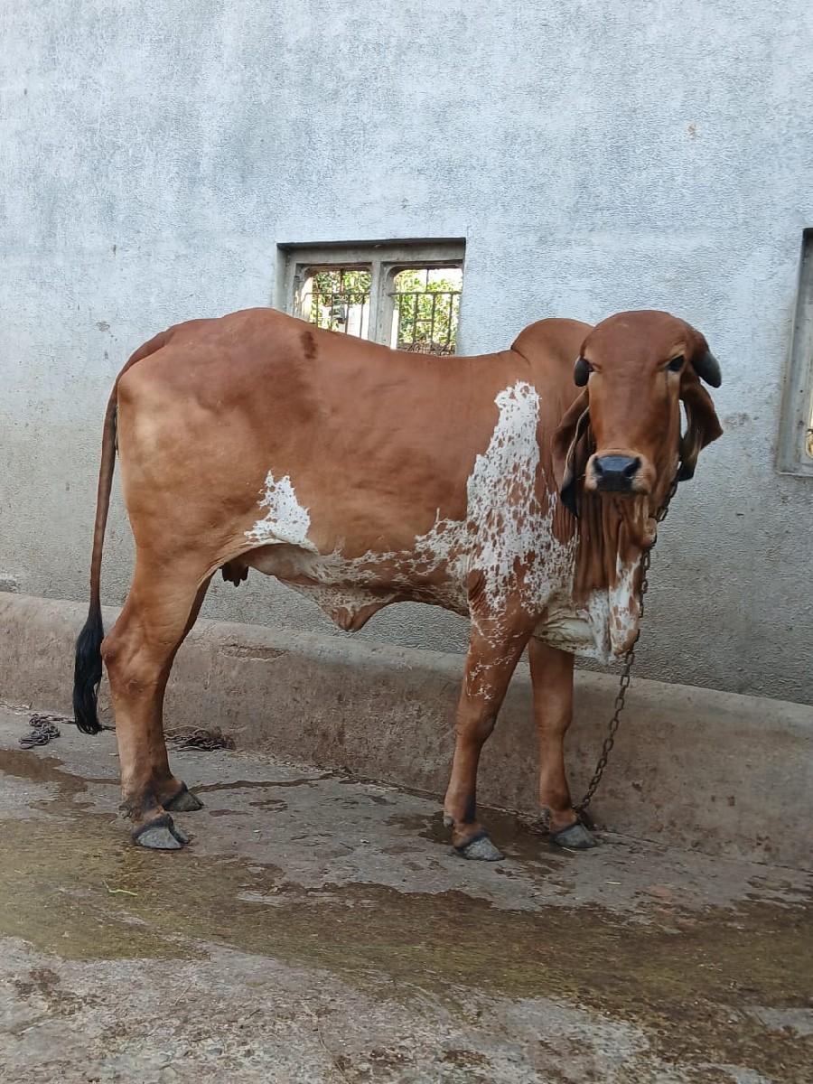 થંબનેલ 3