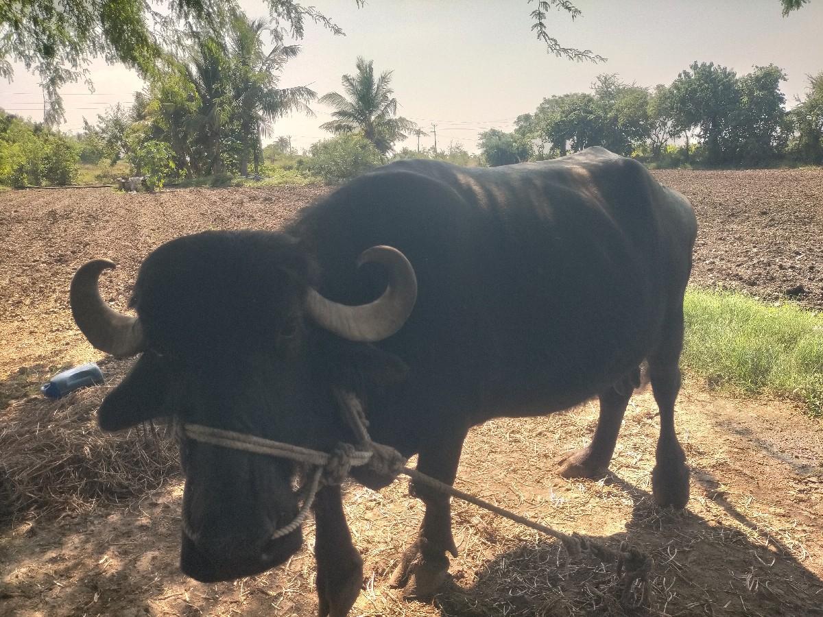 થંબનેલ 3