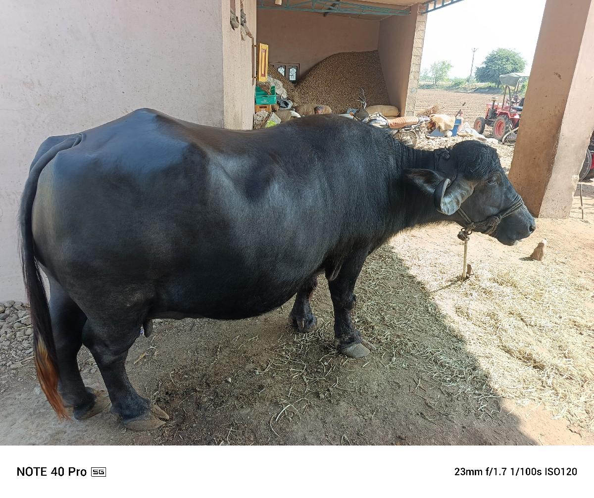 થંબનેલ 3