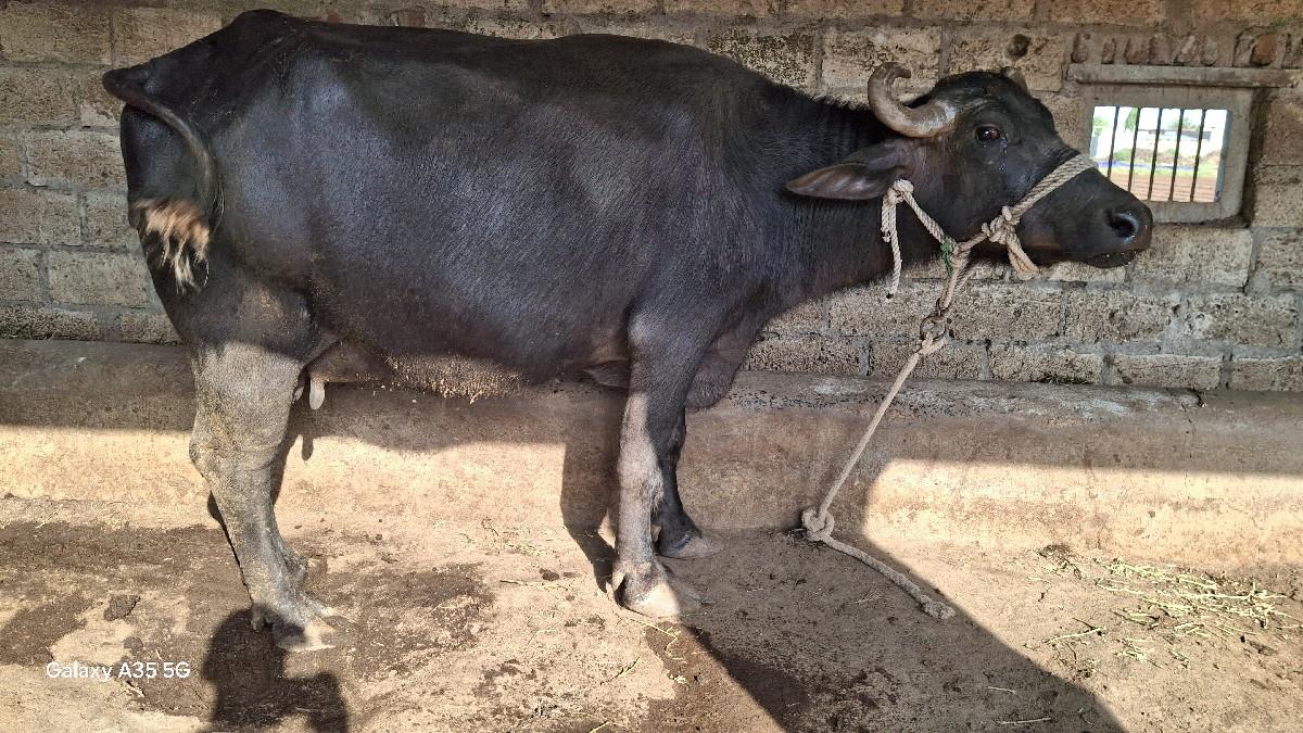 થંબનેલ 2