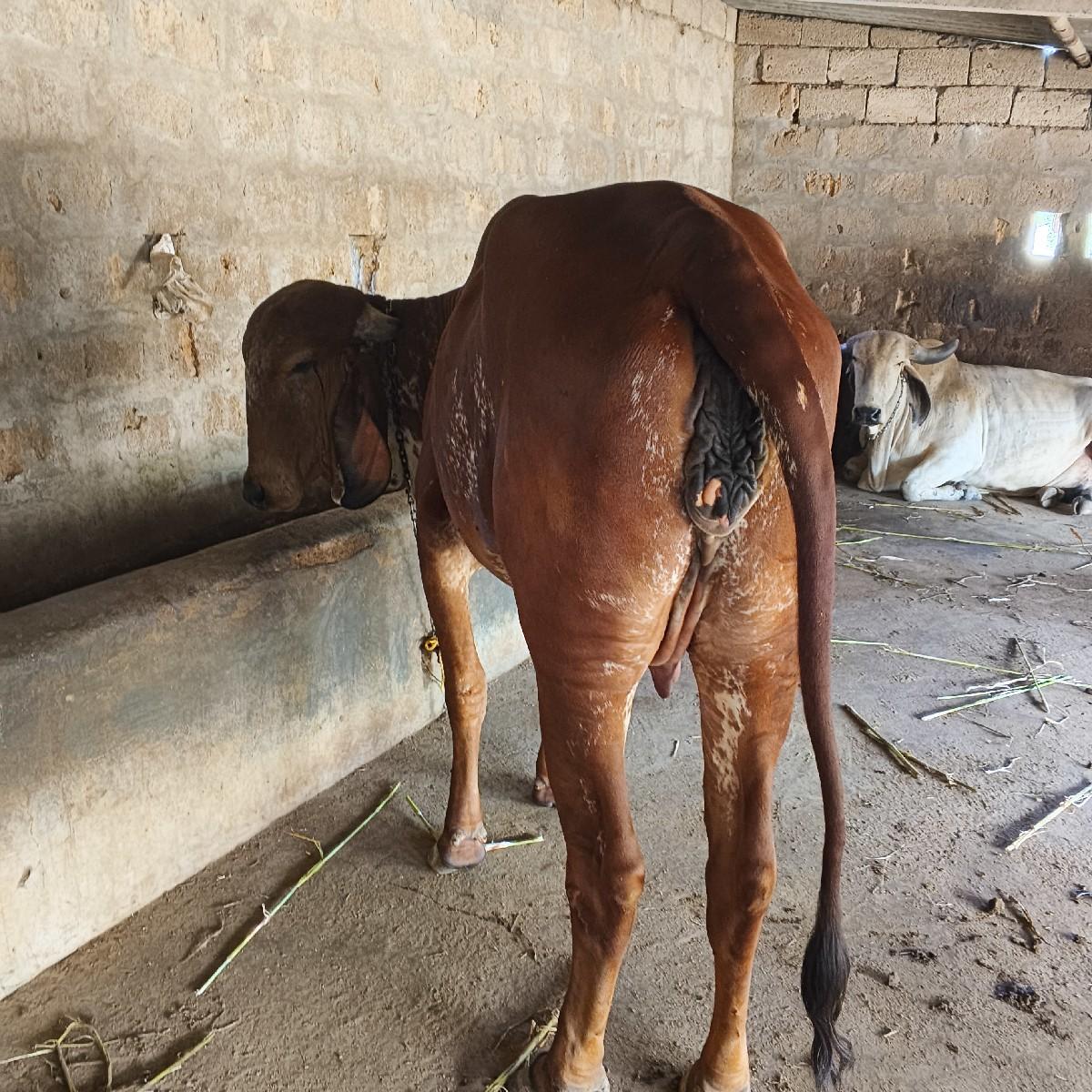 થંબનેલ 2