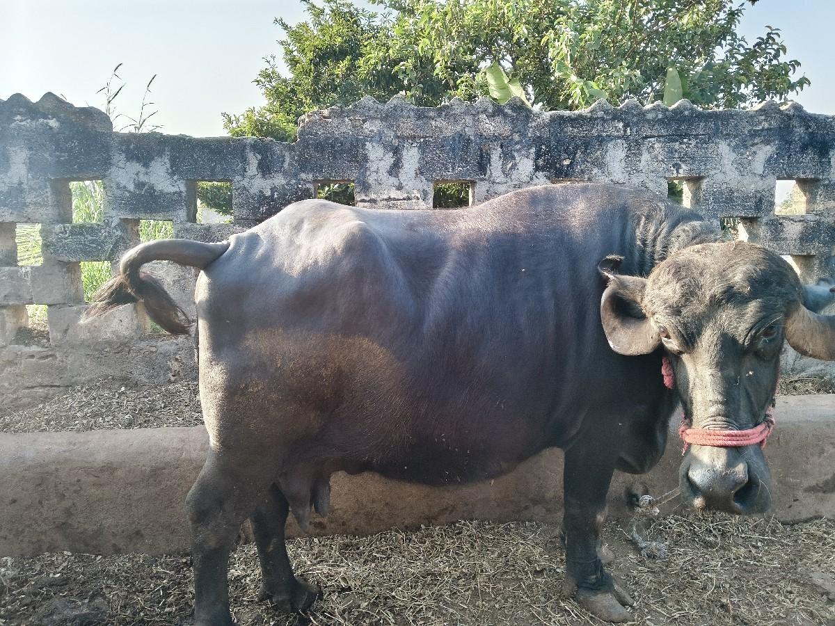 થંબનેલ 2