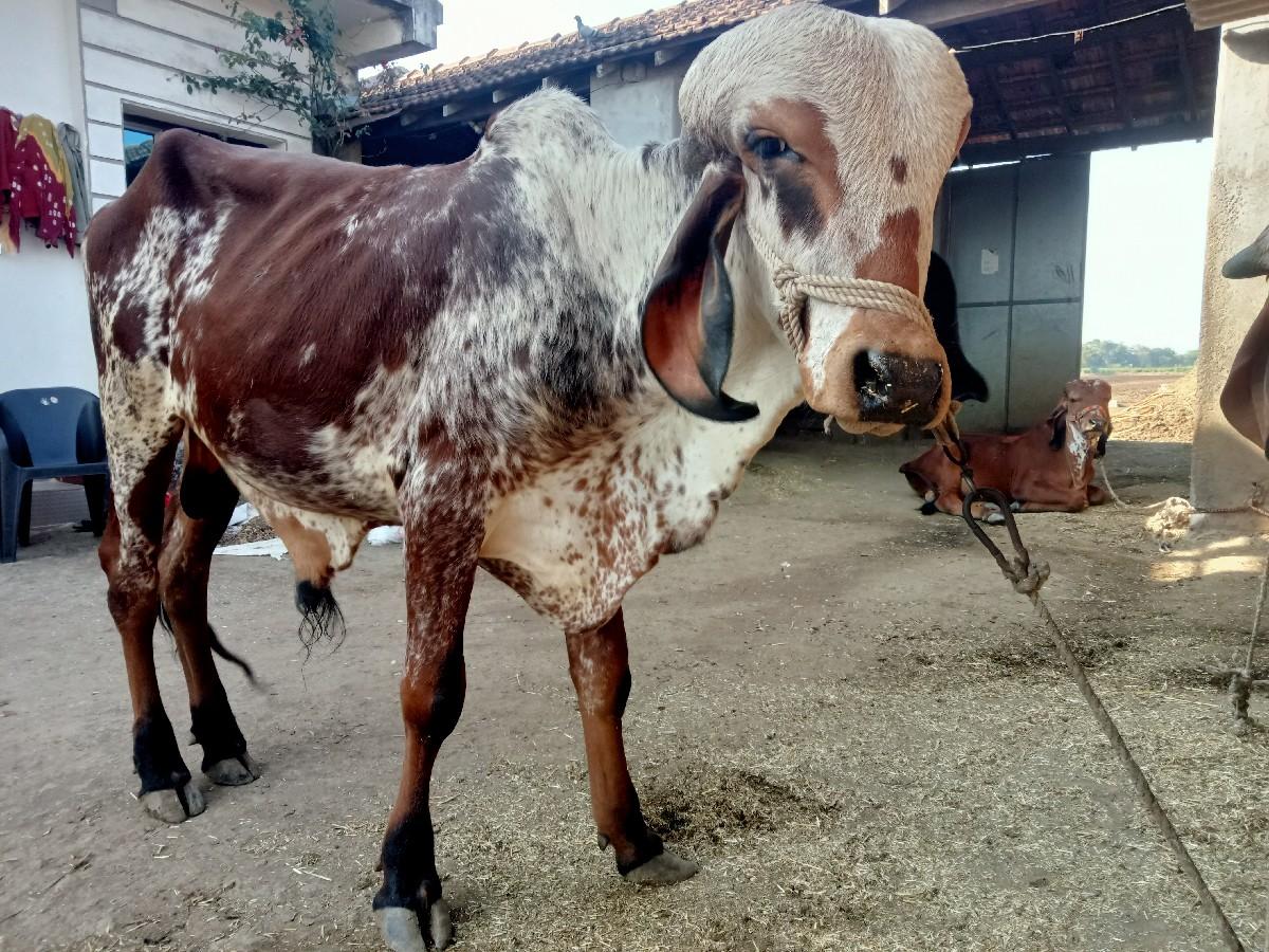 થંબનેલ 2