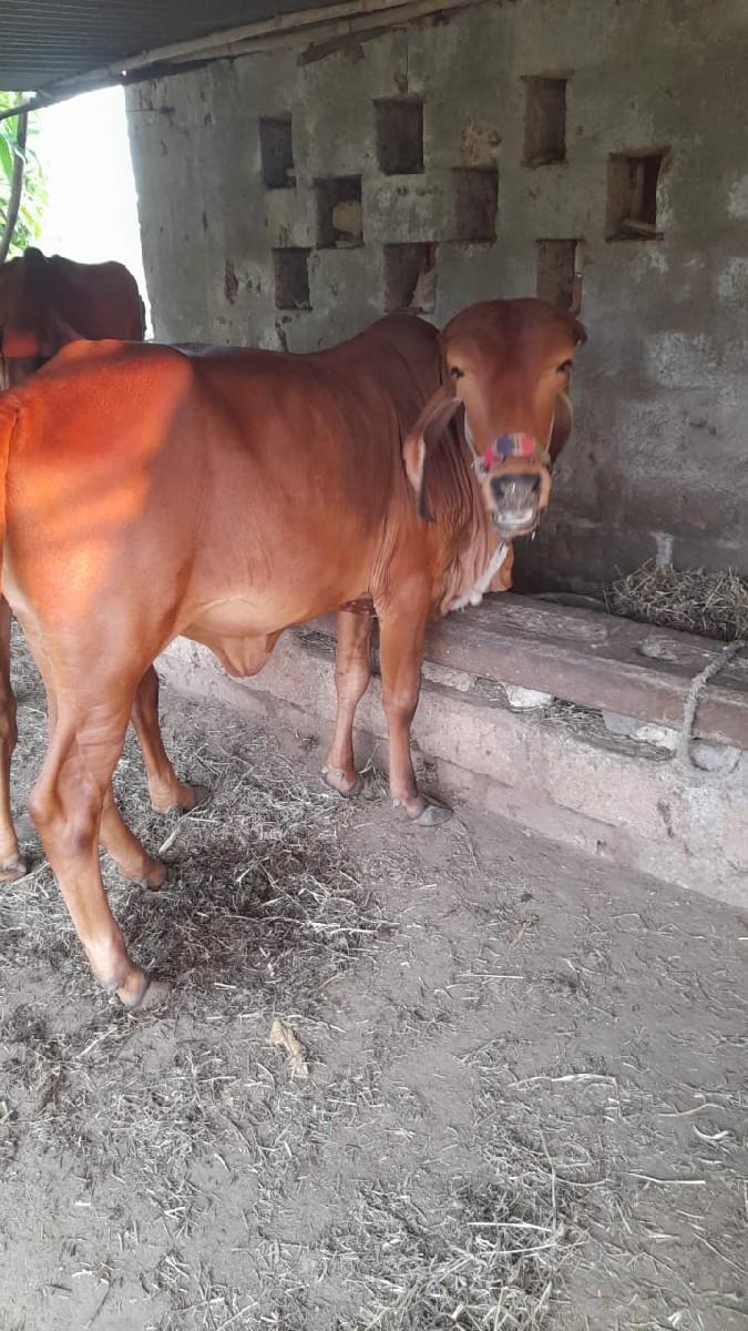 વાછડી વેચવા ની છે વર્ષ છે દેશી