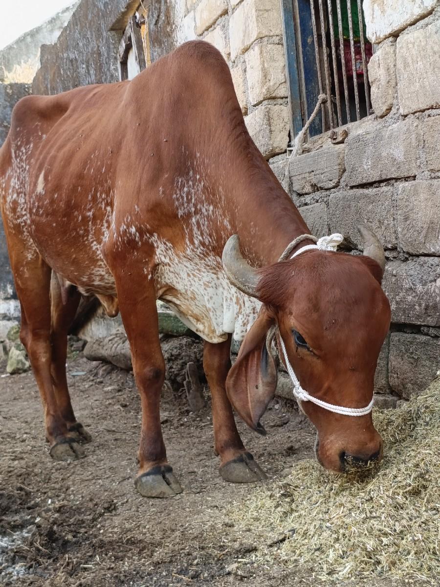 ગાય વેચવાની સે સાત મહિના ભાસે
