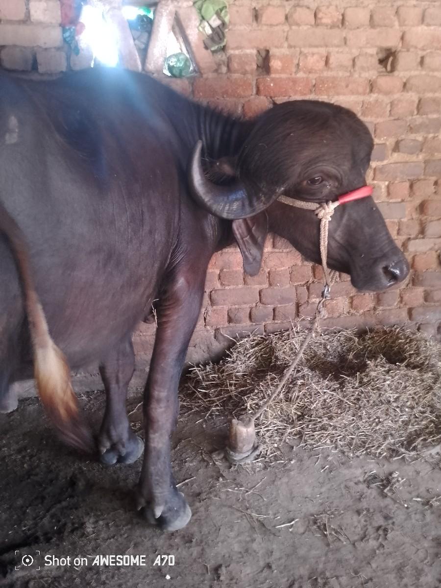 પાડો ખડેલો વેચવાનો સે