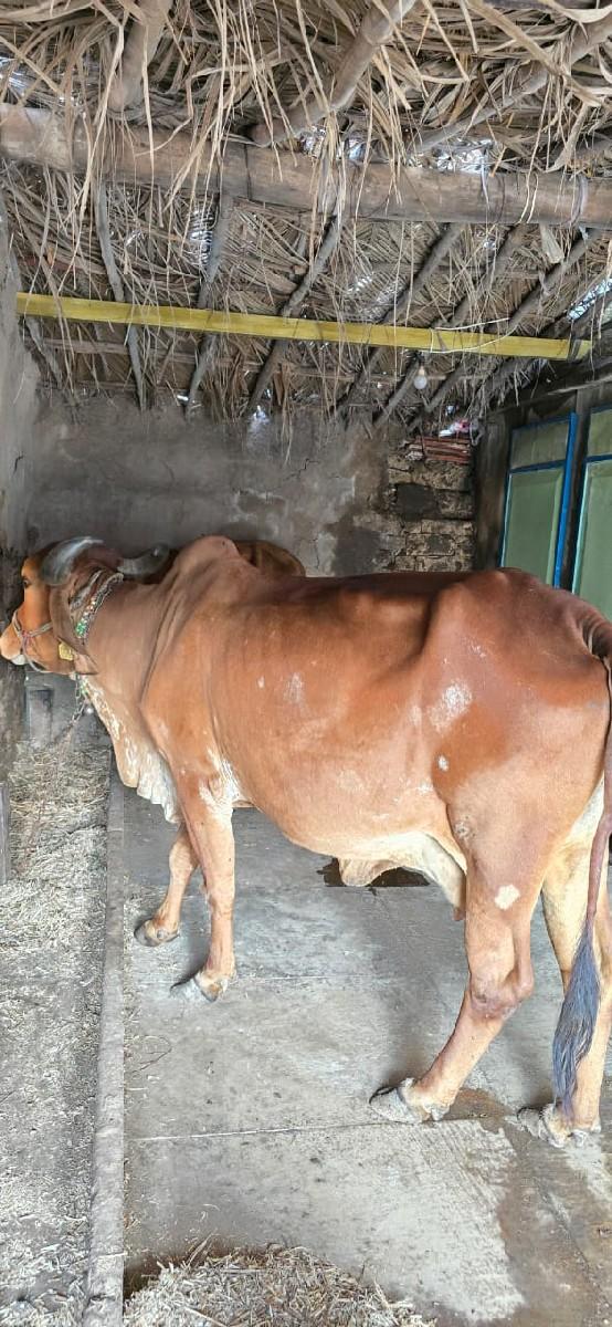 થંબનેલ 3