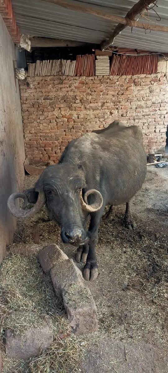 7 લીટર દુઘ છે