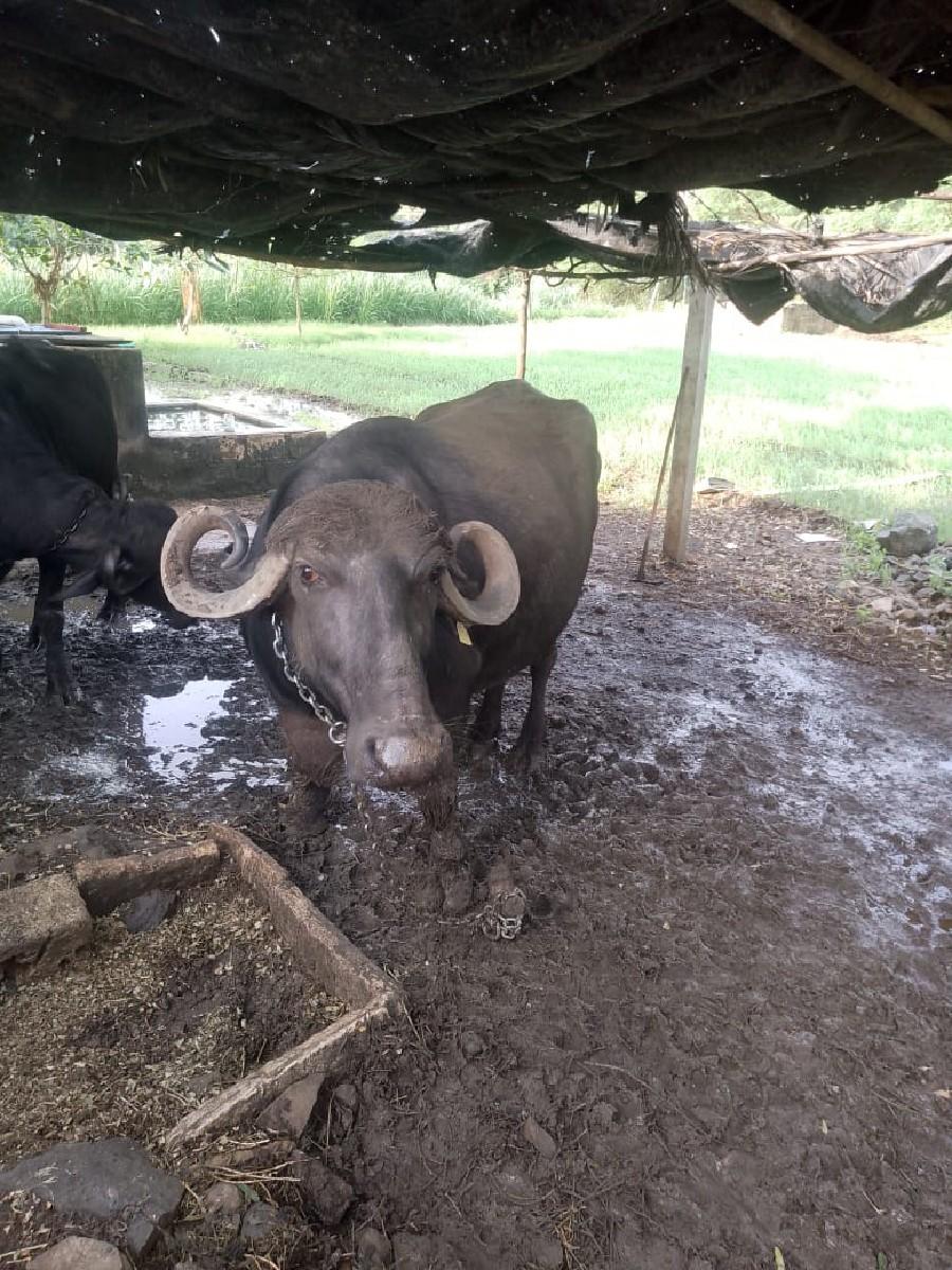 ભેસ વેસવાની છે