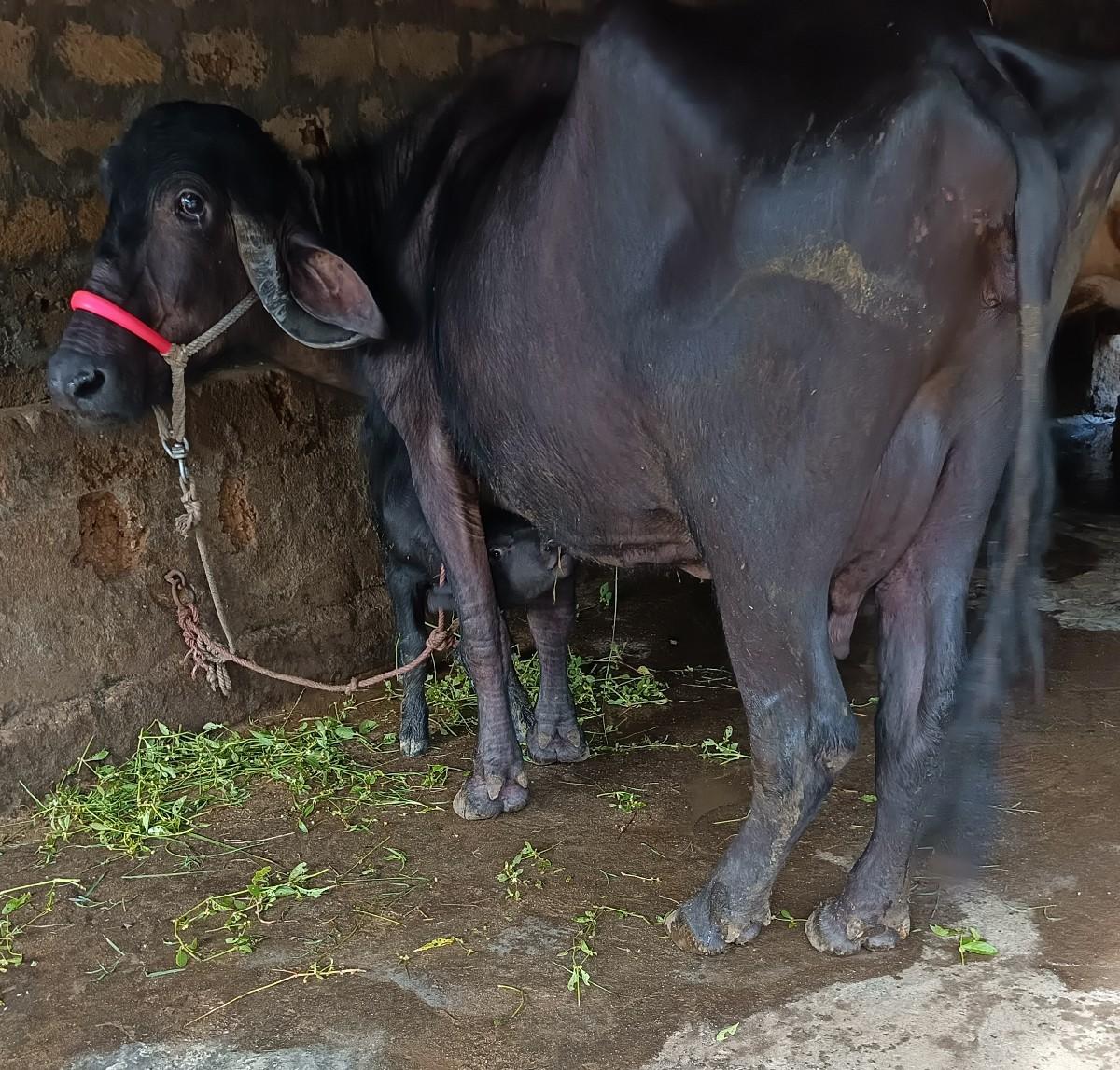 ભૅચ વૅચવાની છૅ.