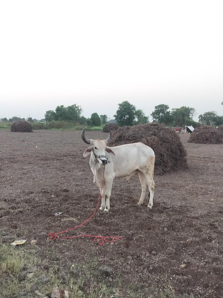 વેચવાનું છે