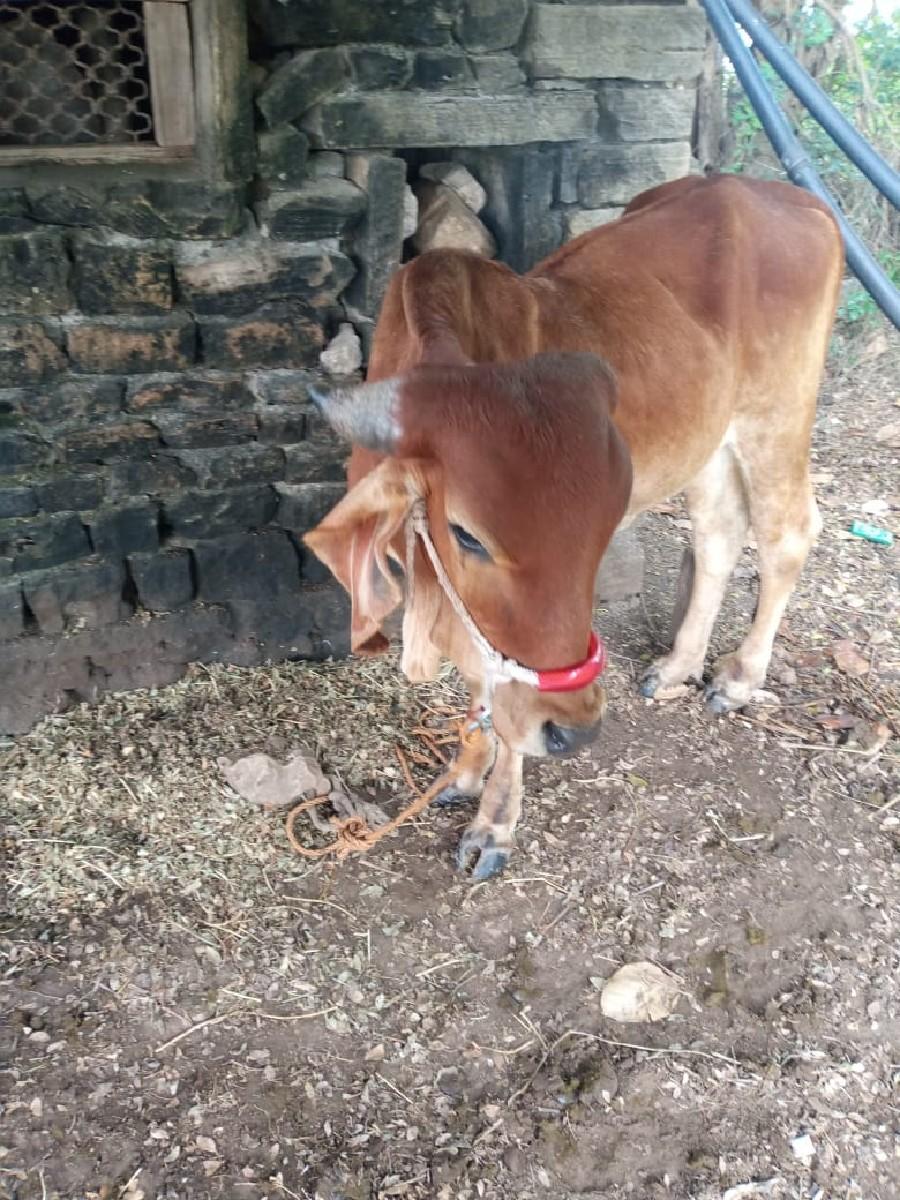 થંબનેલ 3