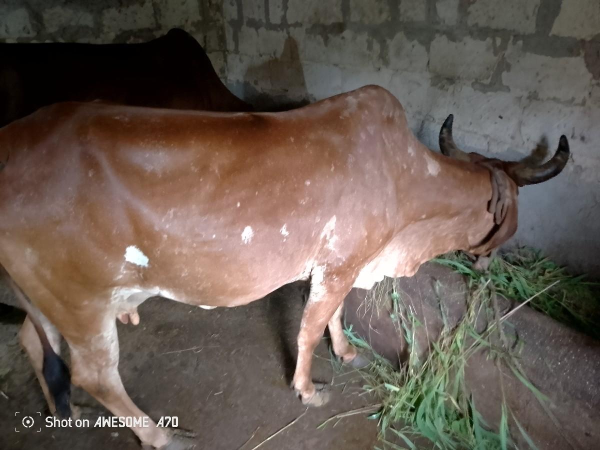 ગાય વેચવાની છે.