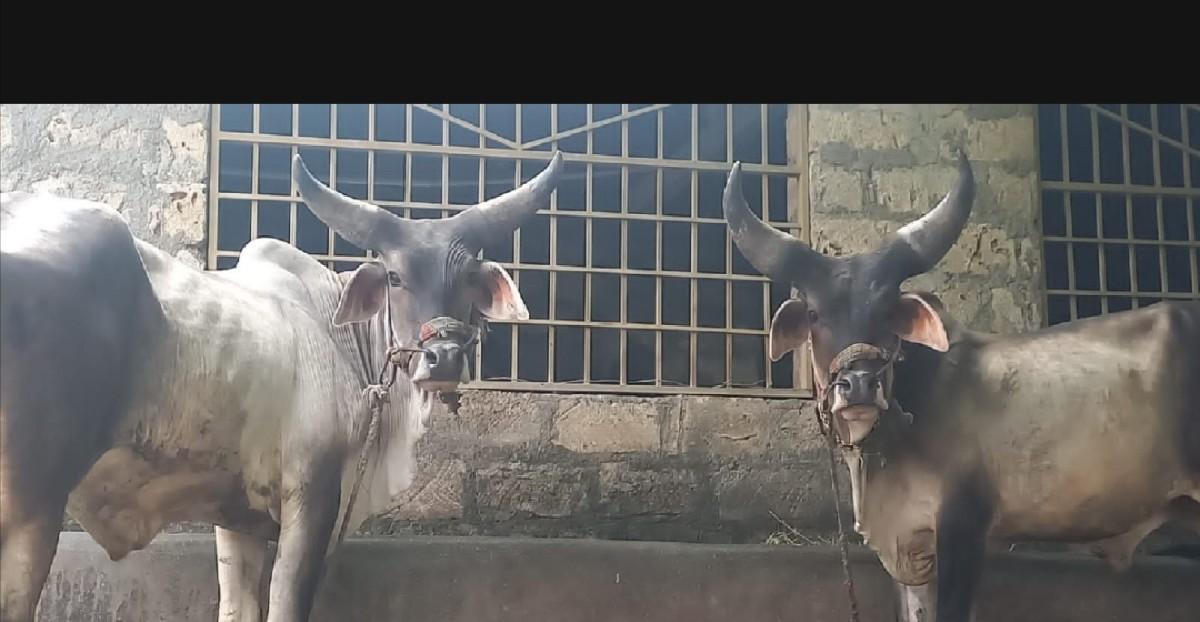 થંબનેલ 3