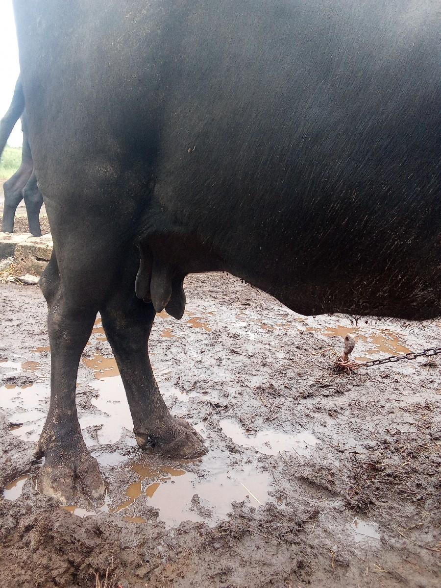 ભેંશ વૅસવાની છે