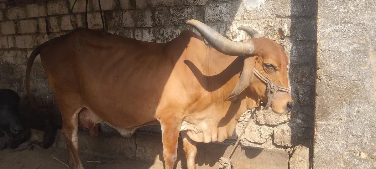 થંબનેલ 2