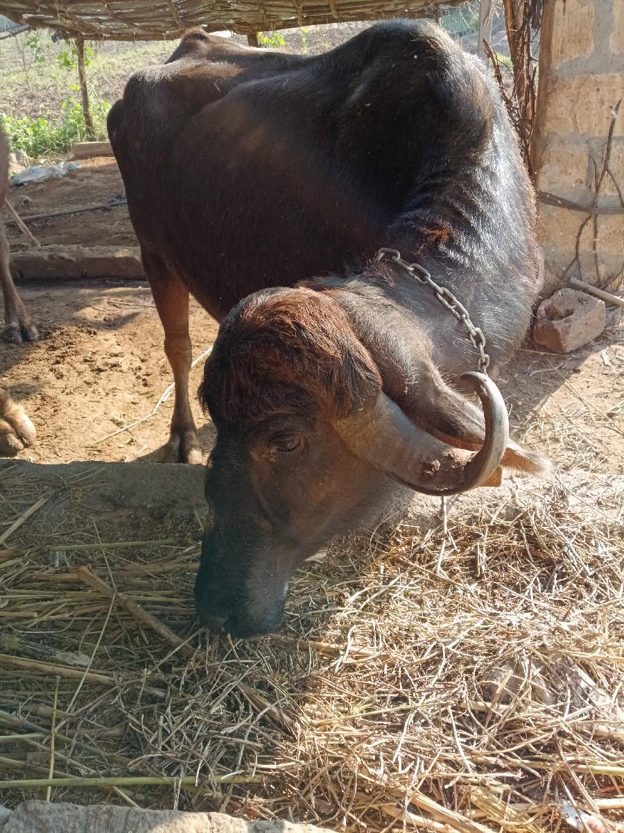 થંબનેલ 3