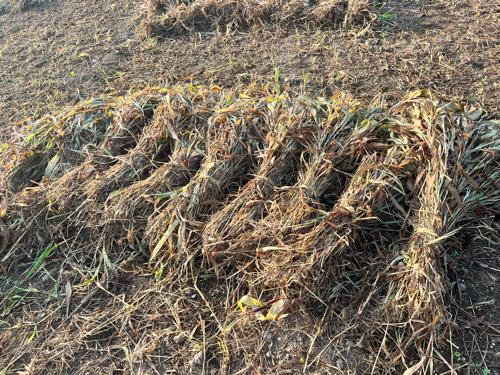 Javir vech va ni che