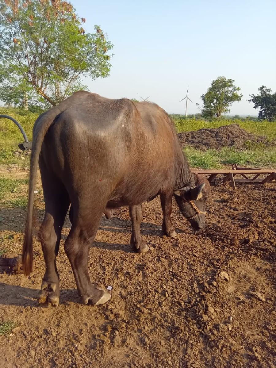 થંબનેલ 3