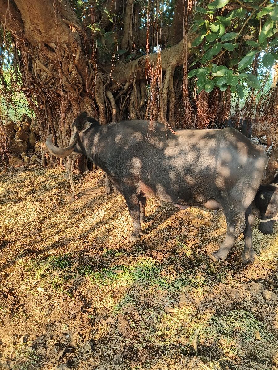 ભેંસ વેચવાની છે