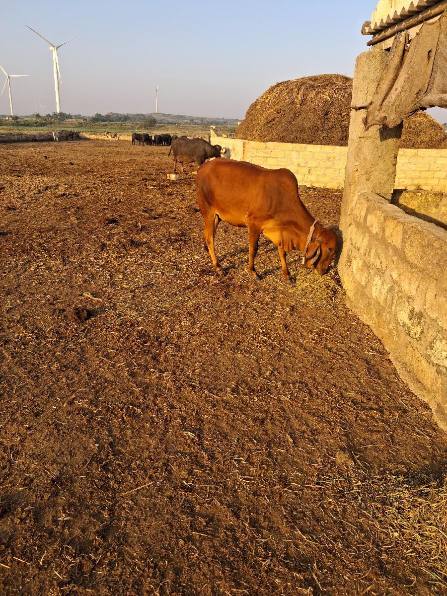 થંબનેલ 3