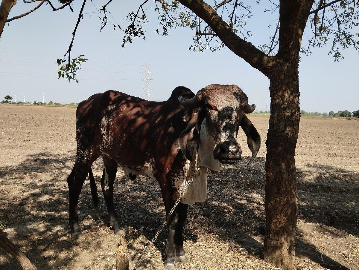 વાછરડી દેવાની છે