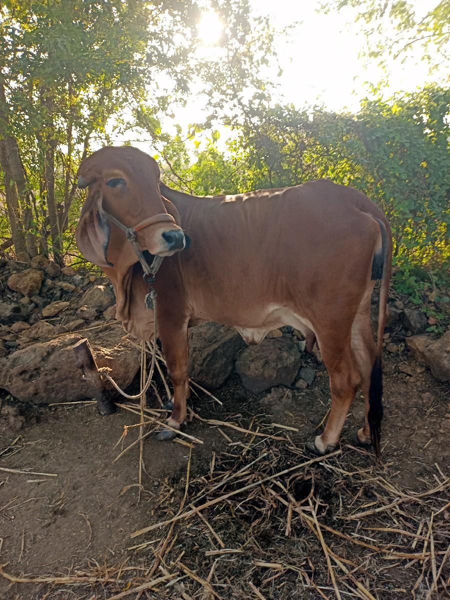 થંબનેલ 3