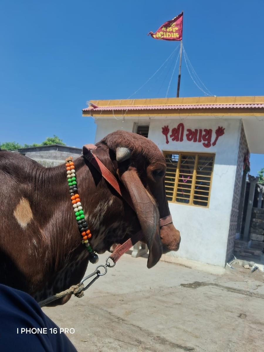 થંબનેલ 2