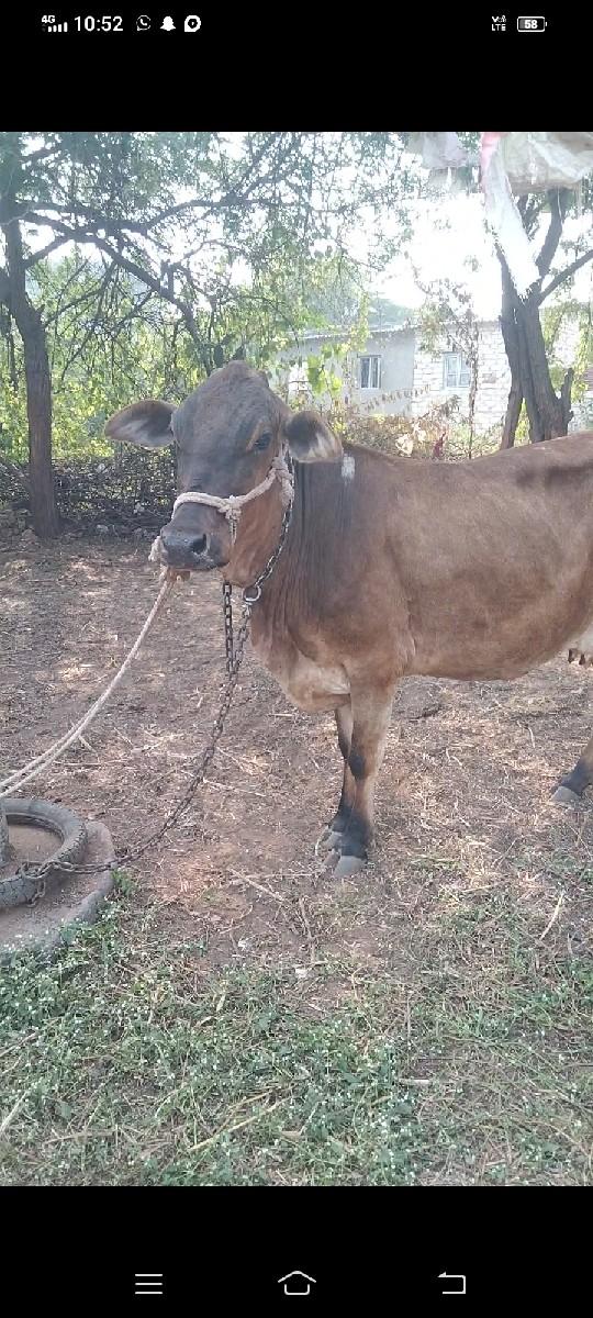 થંબનેલ 3