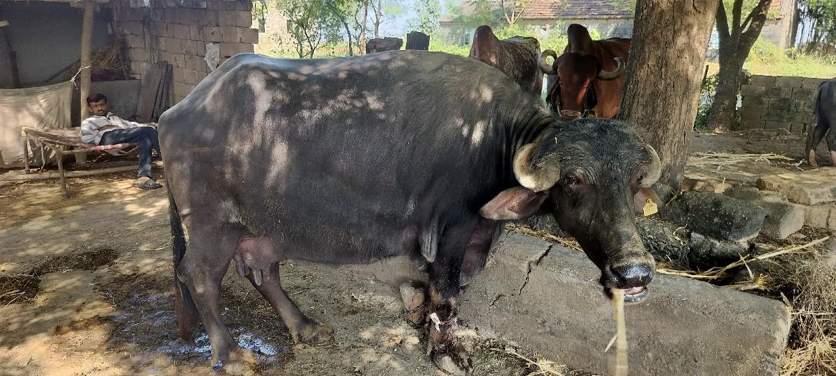 થંબનેલ 2