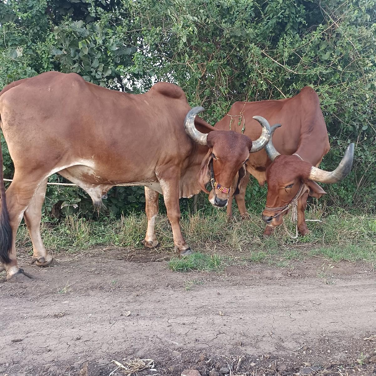 થંબનેલ 3