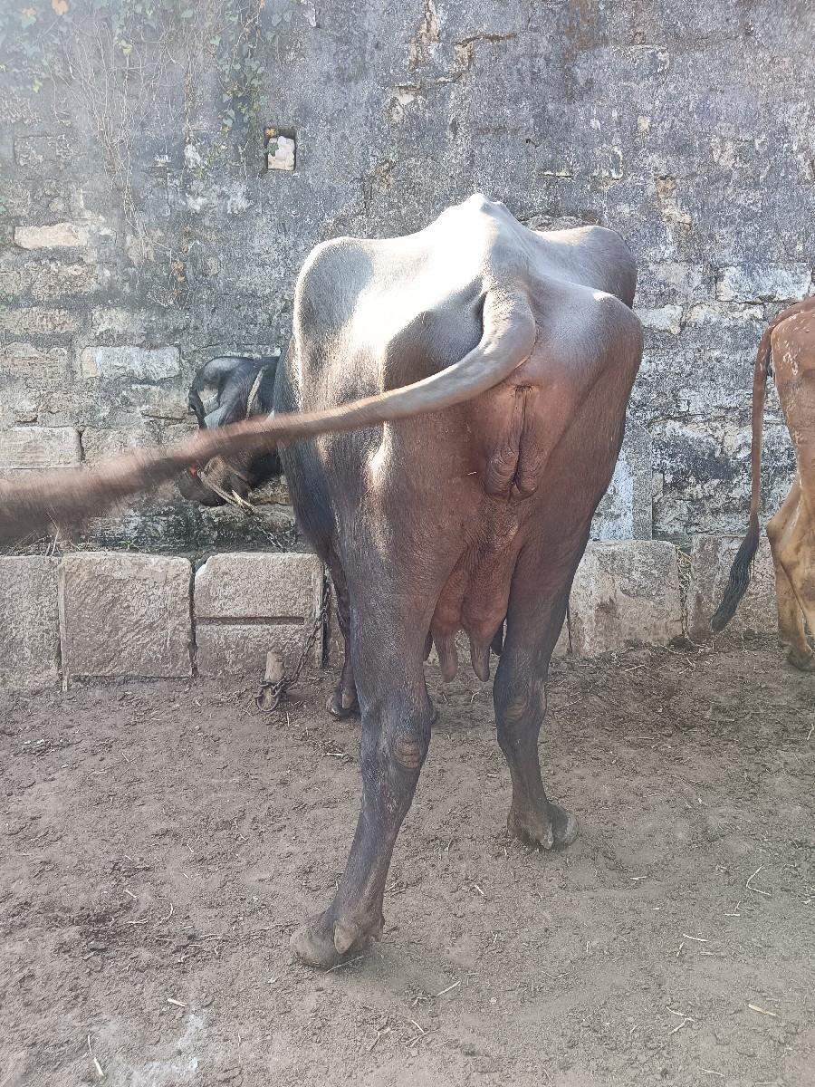 થંબનેલ 2