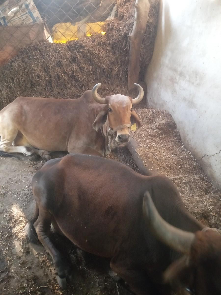 થંબનેલ 2