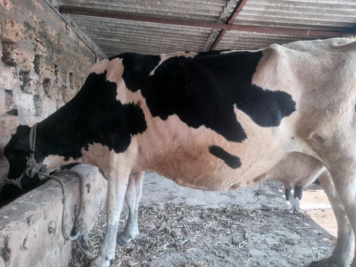 ગાય વેચવા ની છે 4વેતર 4 મહિના ની