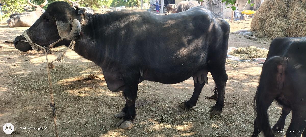 થંબનેલ 3