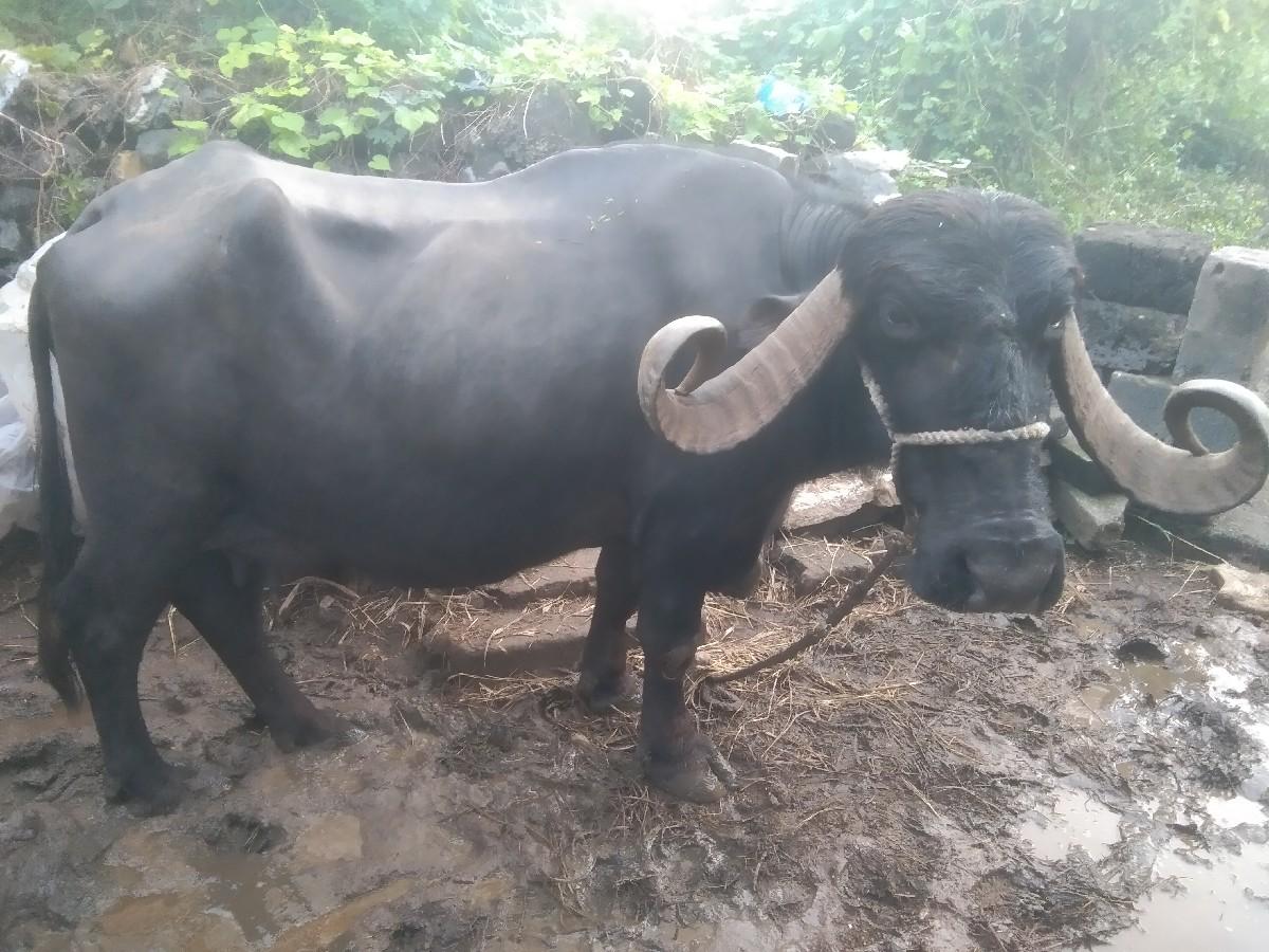 વેચવાની