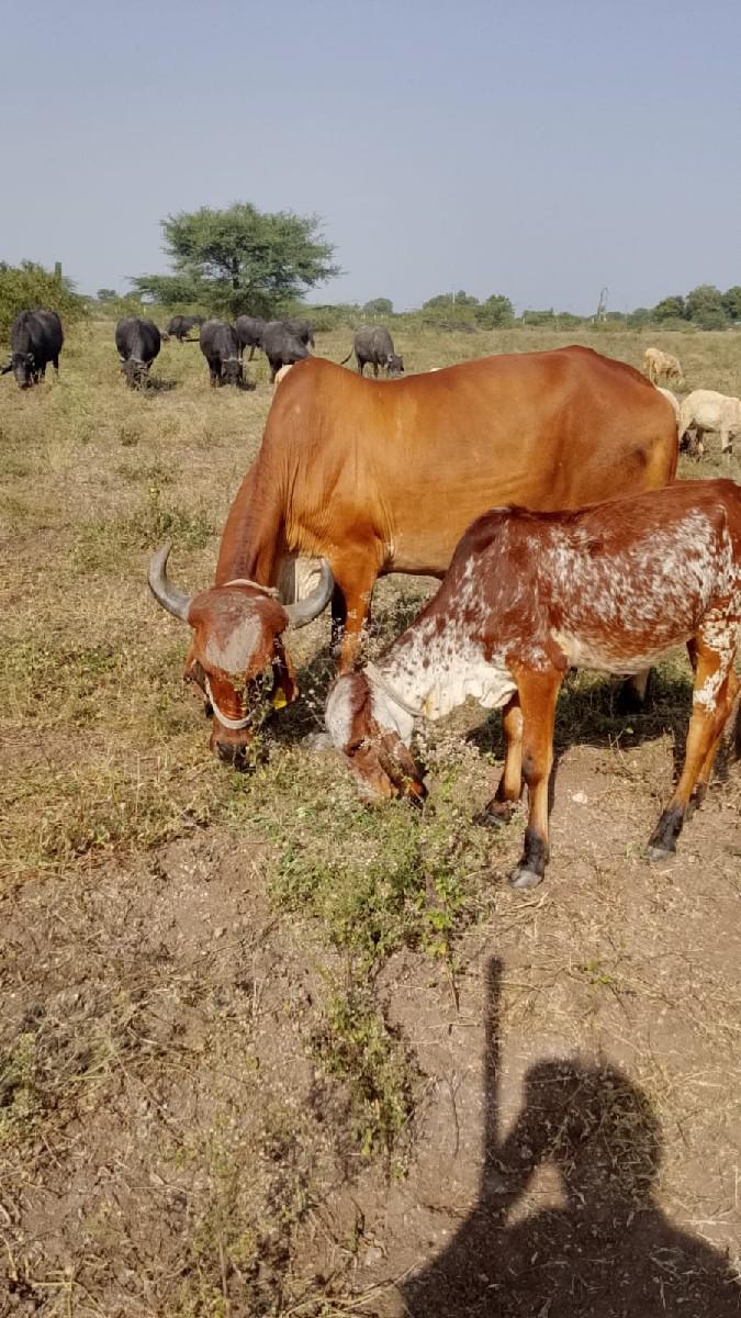 થંબનેલ 2