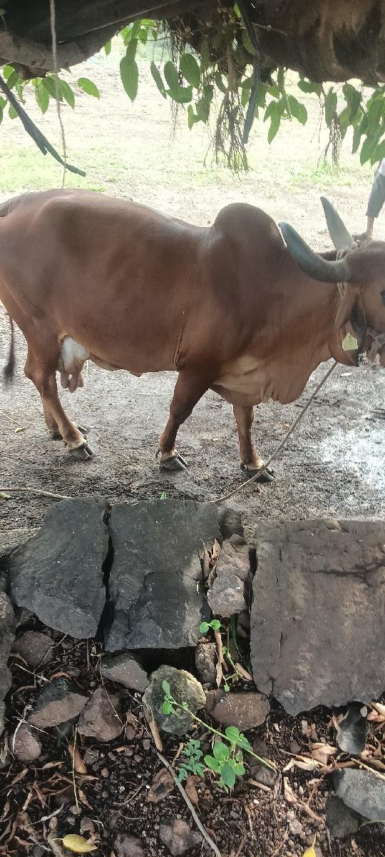 ગિર ગાય વેચવા ની છે