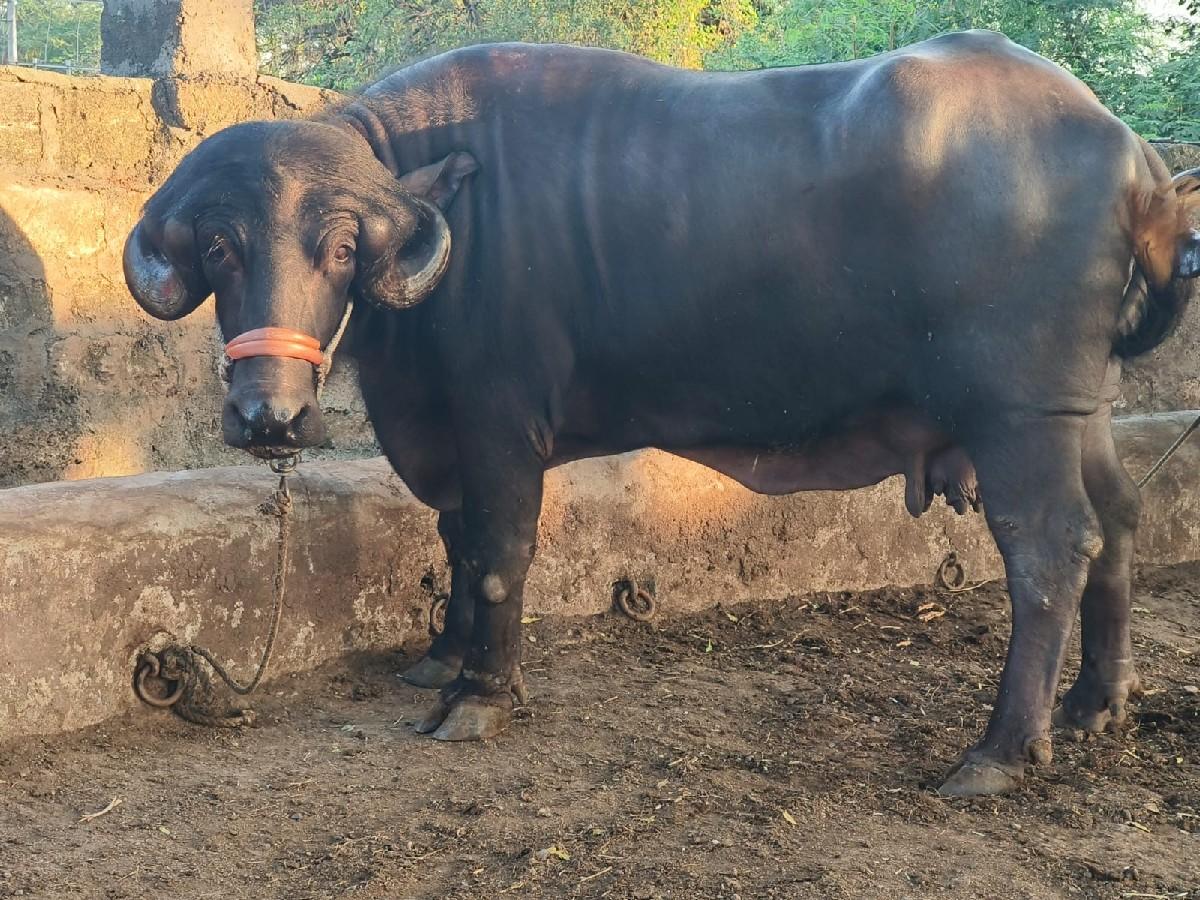 થંબનેલ 4