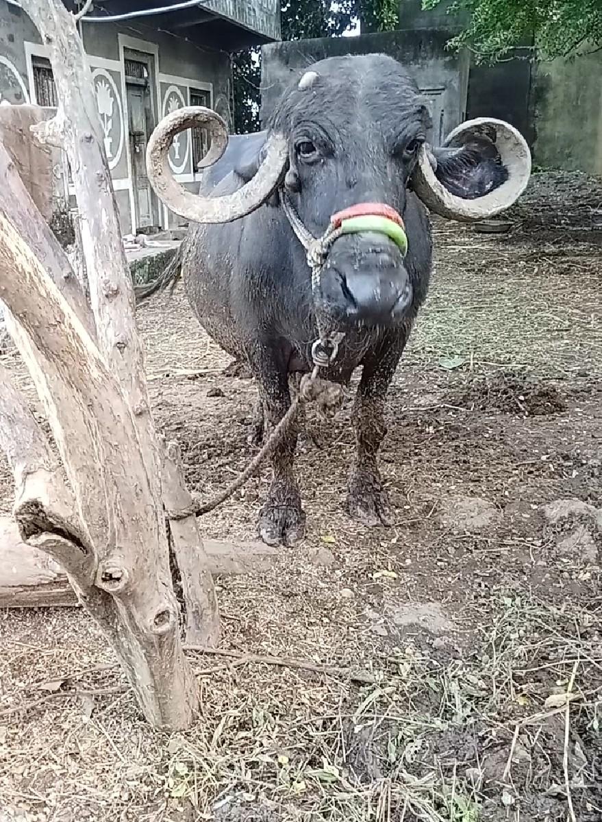 વેતર માં 3