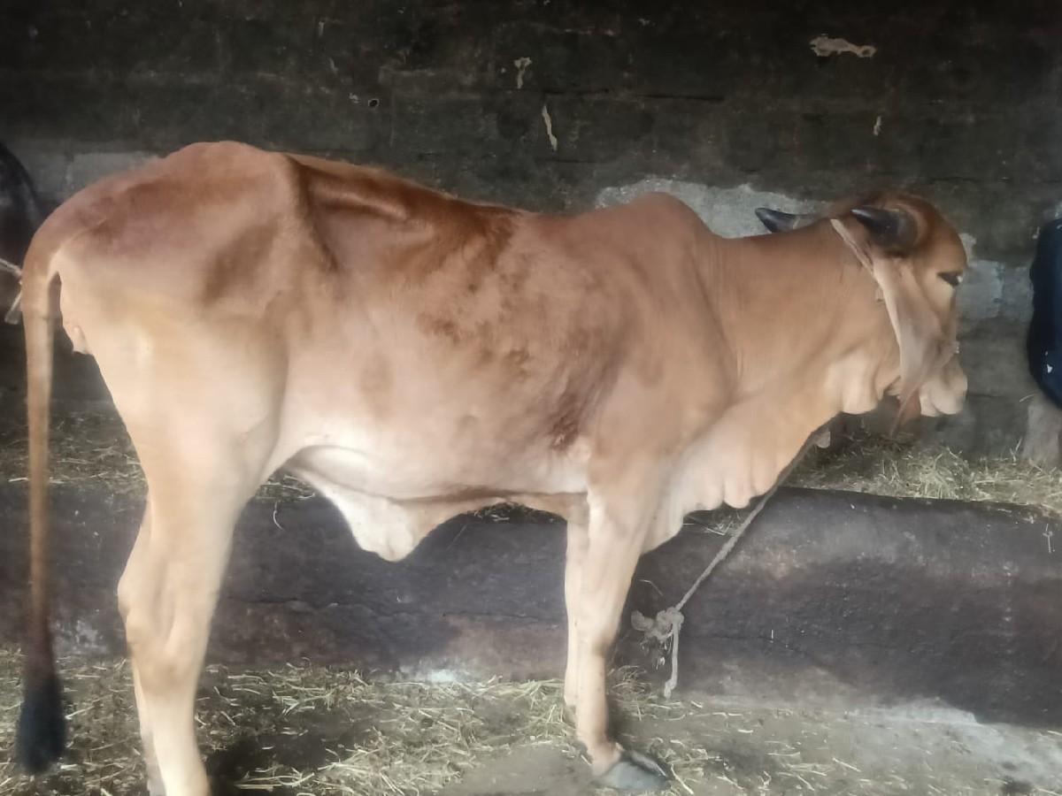 થંબનેલ 2