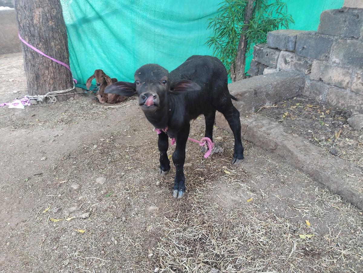 થંબનેલ 3